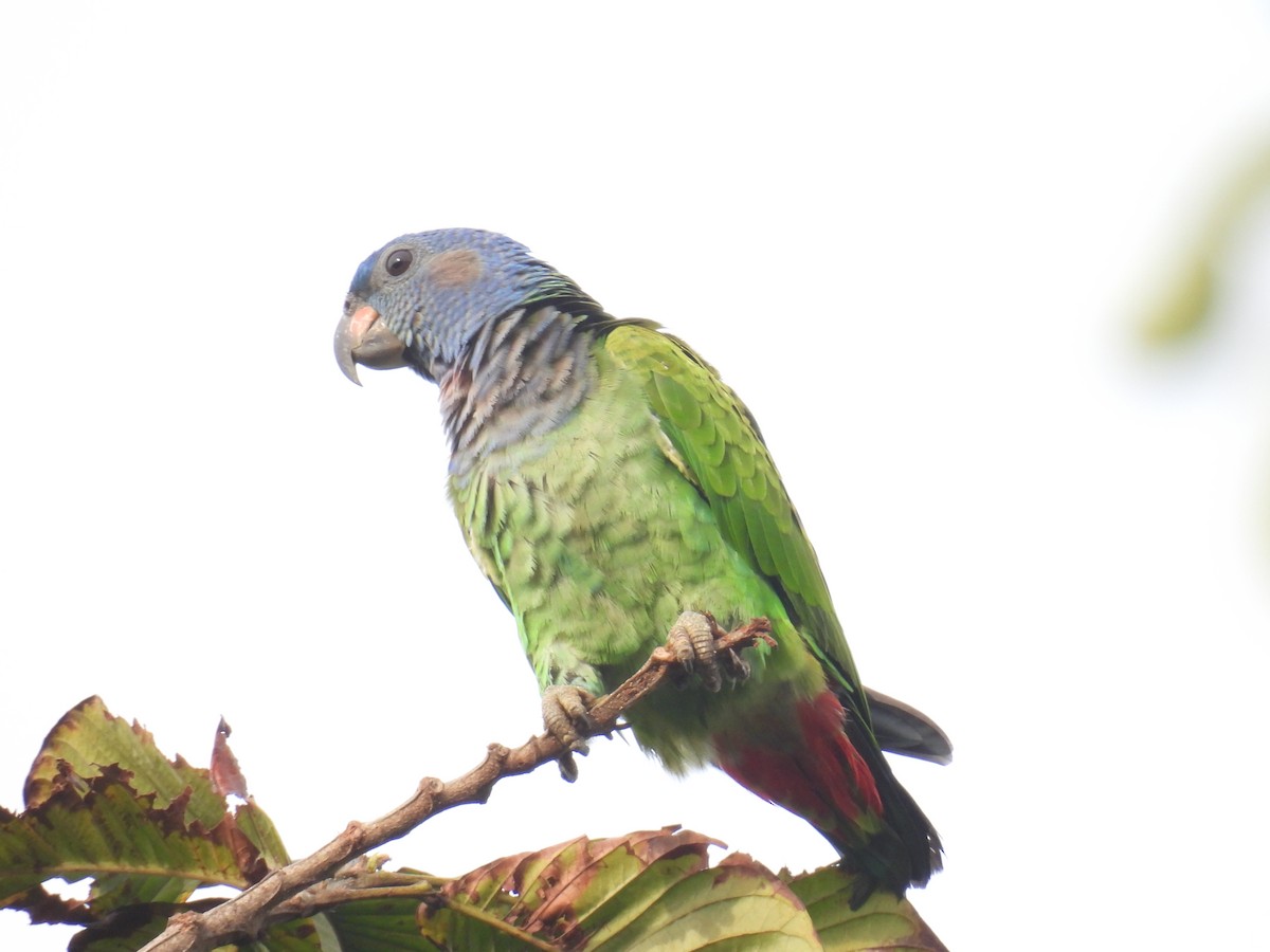 Blue-headed Parrot - ML356861341