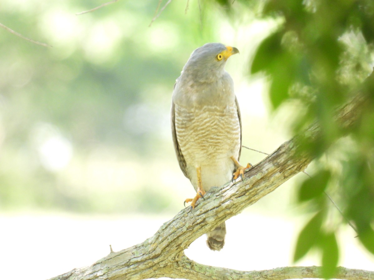 Roadside Hawk - ML356861931