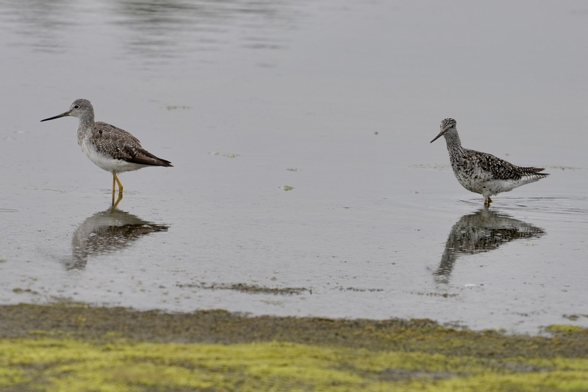 Greater Yellowlegs - ML356862721