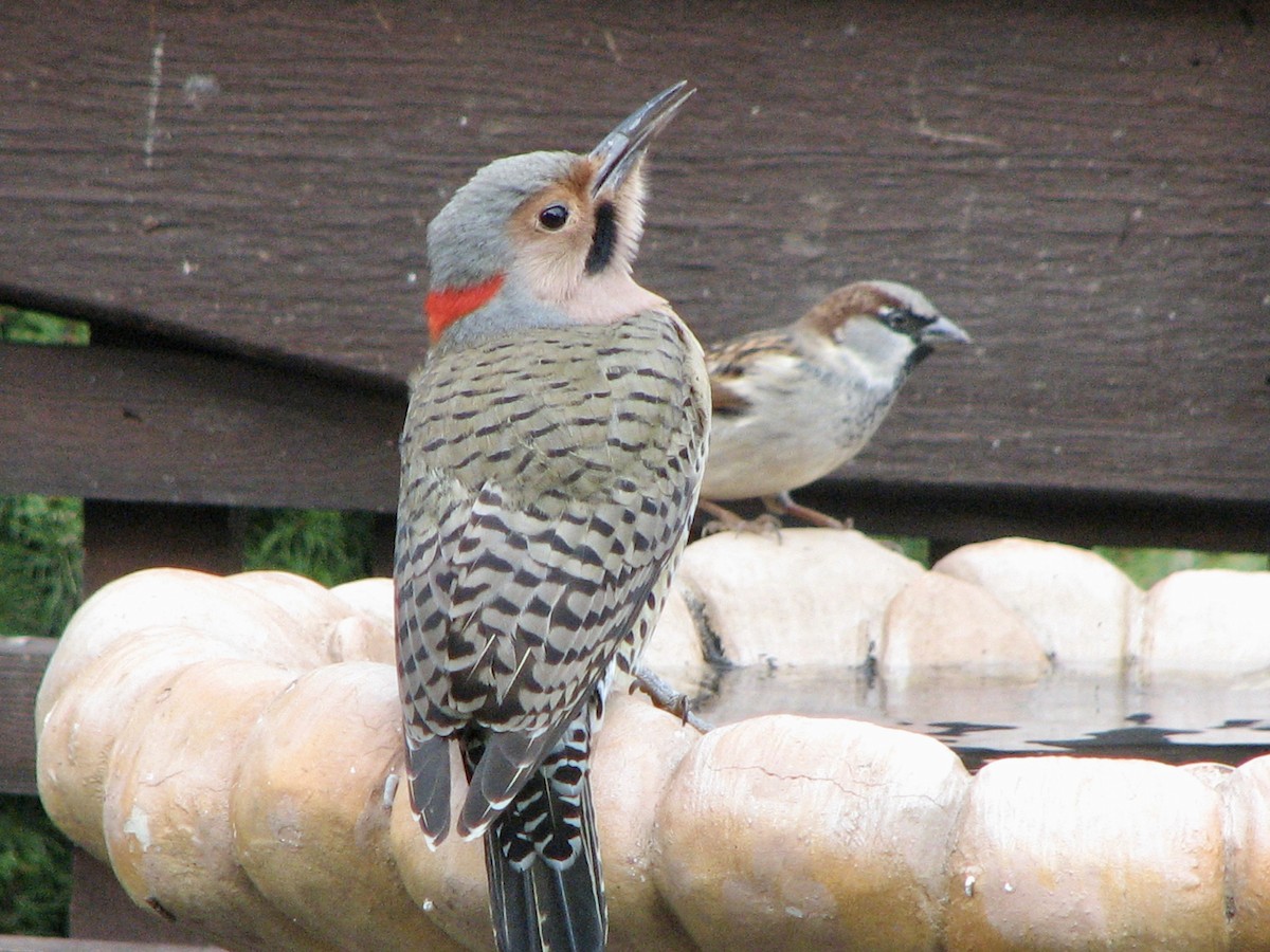 Northern Flicker - ML356863791