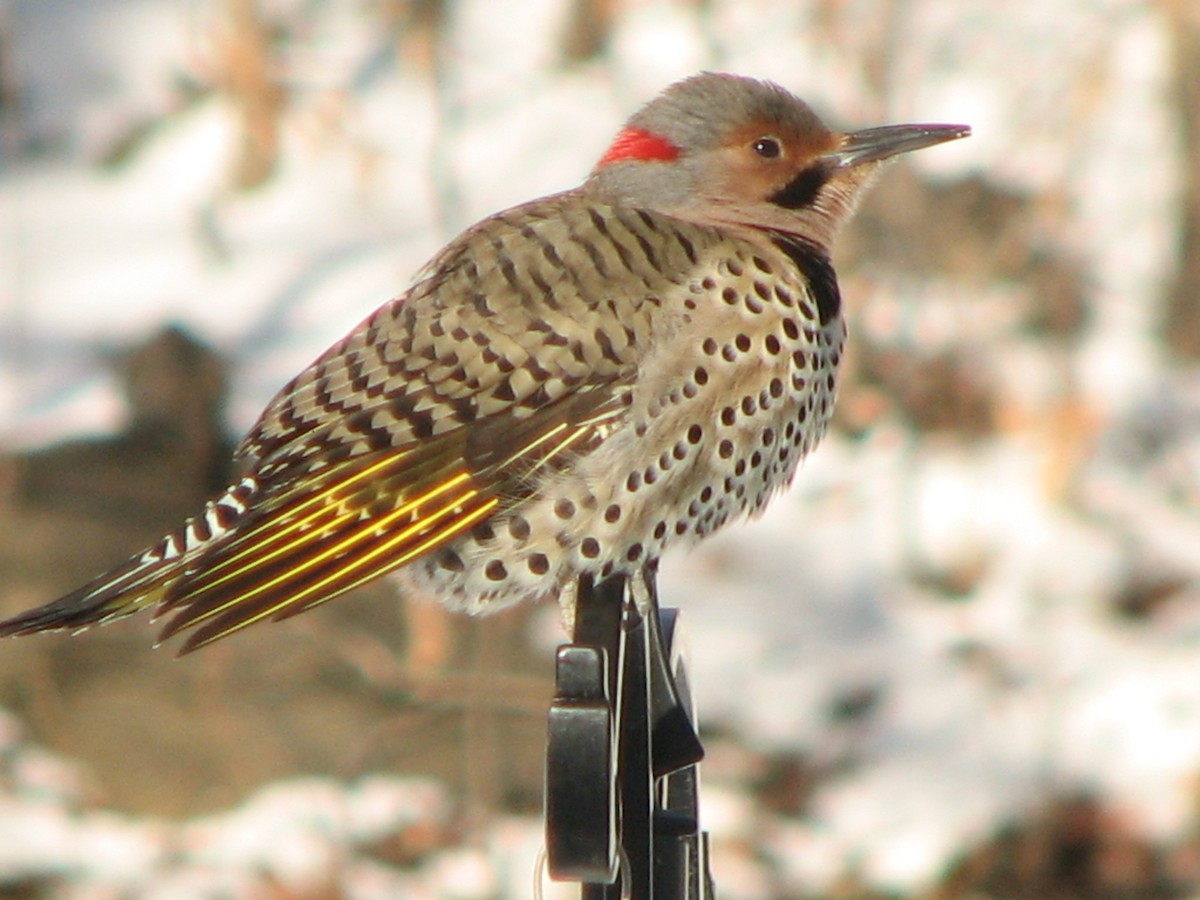 Northern Flicker (Yellow-shafted) - ML356864031