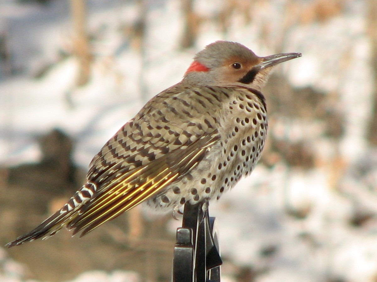 Northern Flicker (Yellow-shafted) - ML356864041