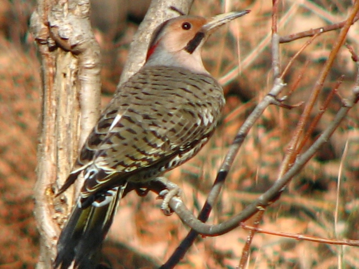 Northern Flicker - ML356864861