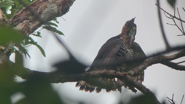 Ornate Hawk-Eagle - ML356865431