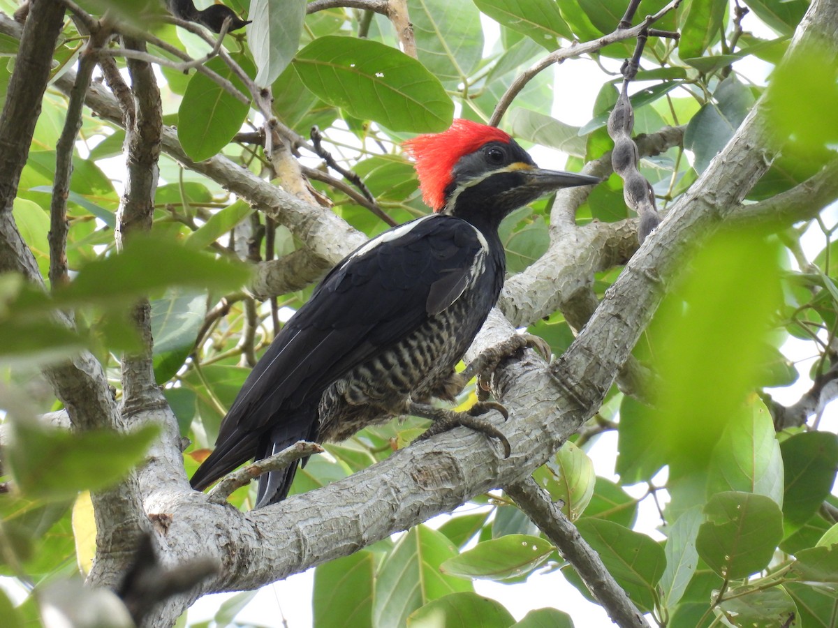Lineated Woodpecker - ML356866041