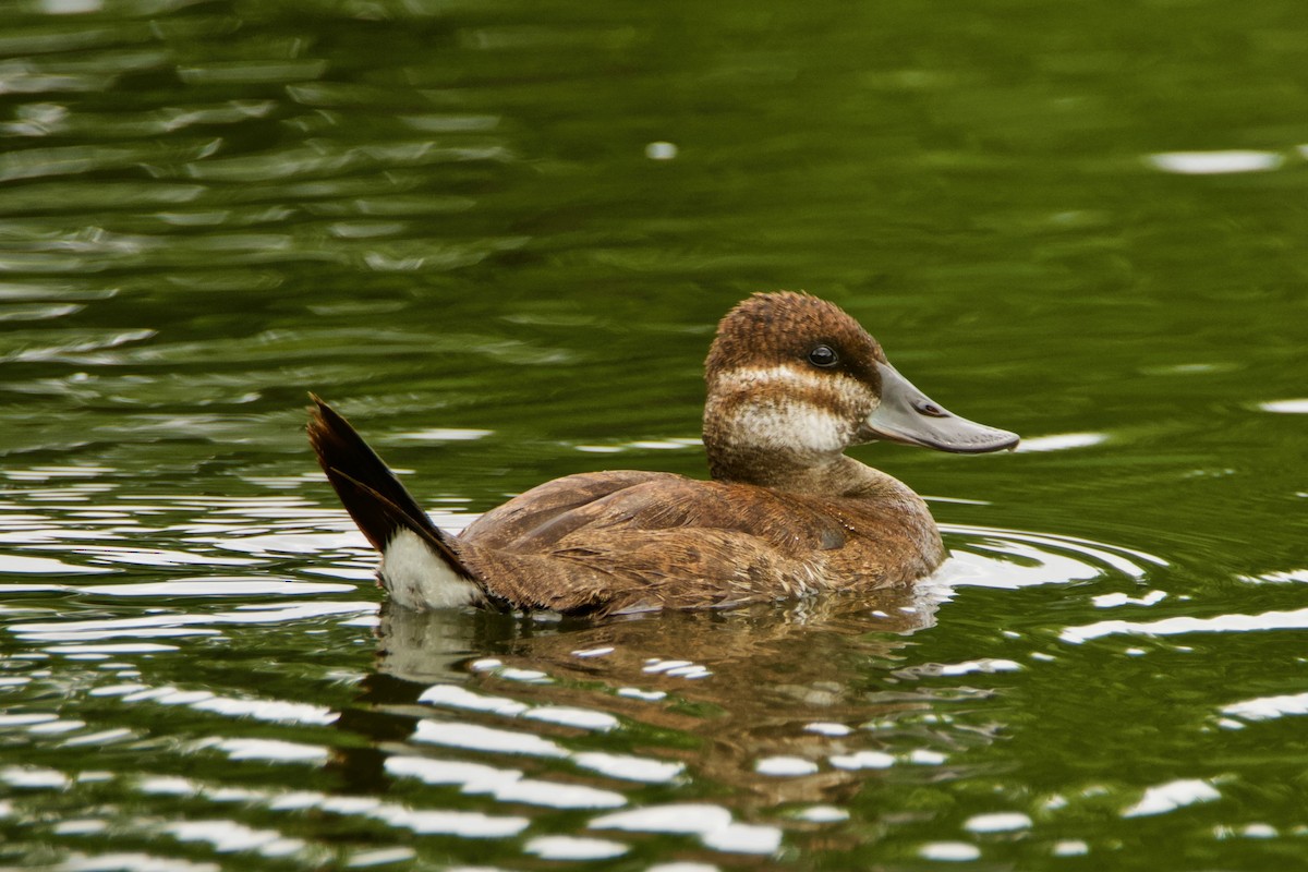 Ruddy Duck - Normand Laplante