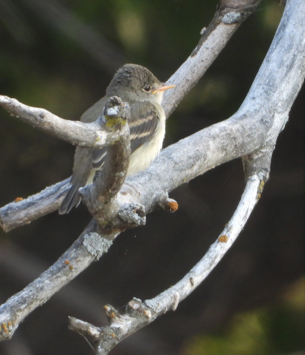 Least Flycatcher - Shirley Andrews