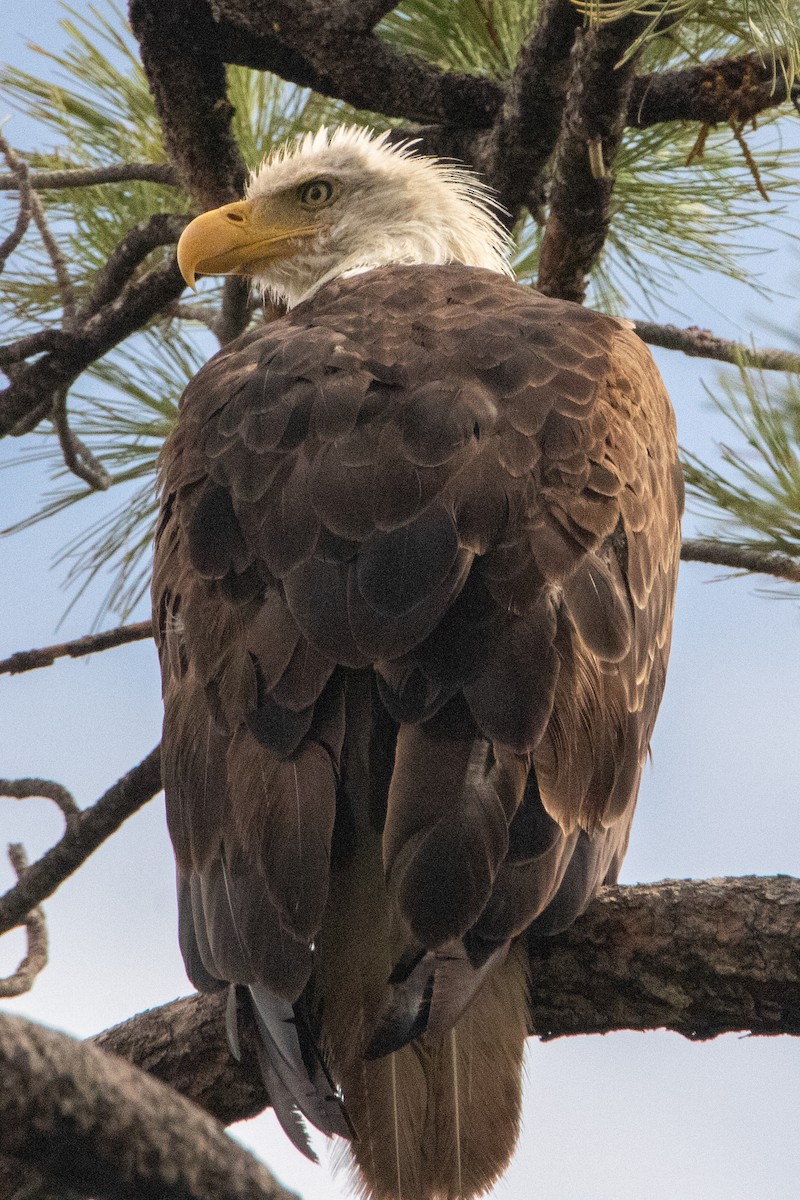 Bald Eagle - Peggy Steffens