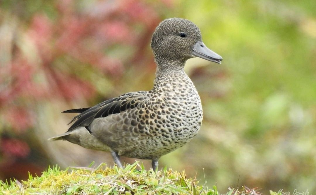 Andean Teal - ML356871031