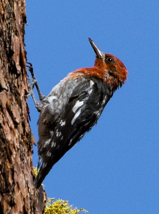 Red-breasted Sapsucker - Jeffrey Barnum