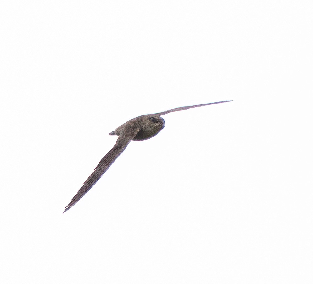 Chimney Swift - Scott Murphy