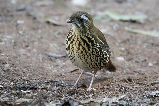 Rufous-tailed Antthrush - Silvia F🪶 Linhares