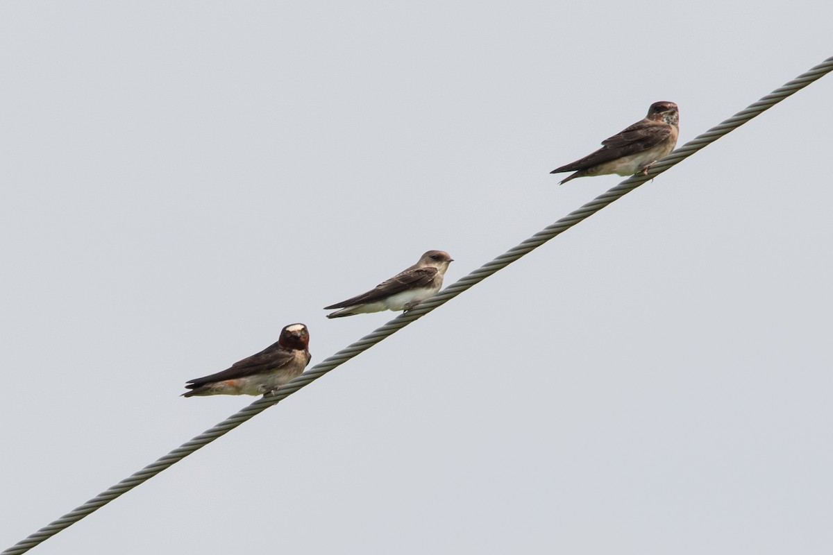 Cliff Swallow - ML356872101