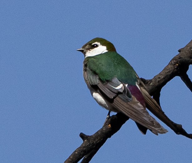Violet-green Swallow - ML356874121