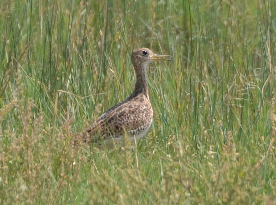 Upland Sandpiper - ML356874191