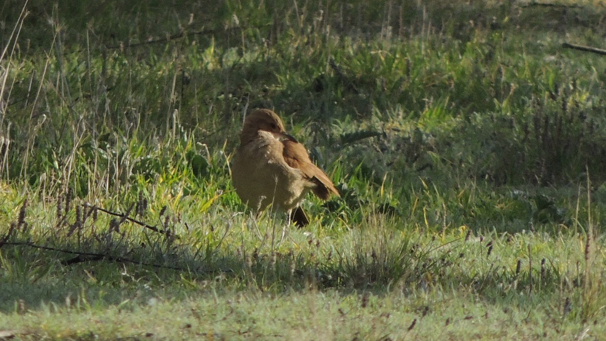 Rufous Hornero - Veronica Monteagudo