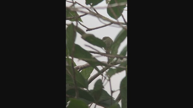 Mistletoe Tyrannulet - ML356874391