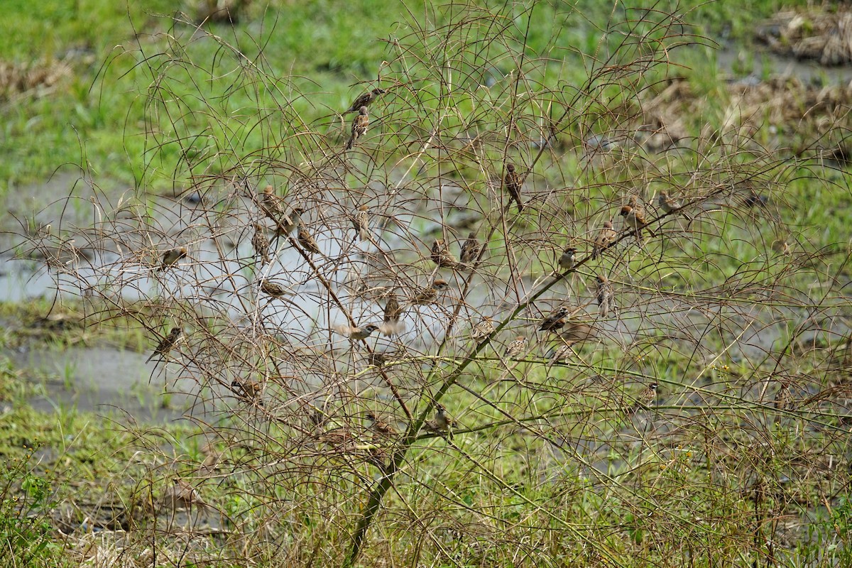 Eurasian Tree Sparrow - JingZu Tu