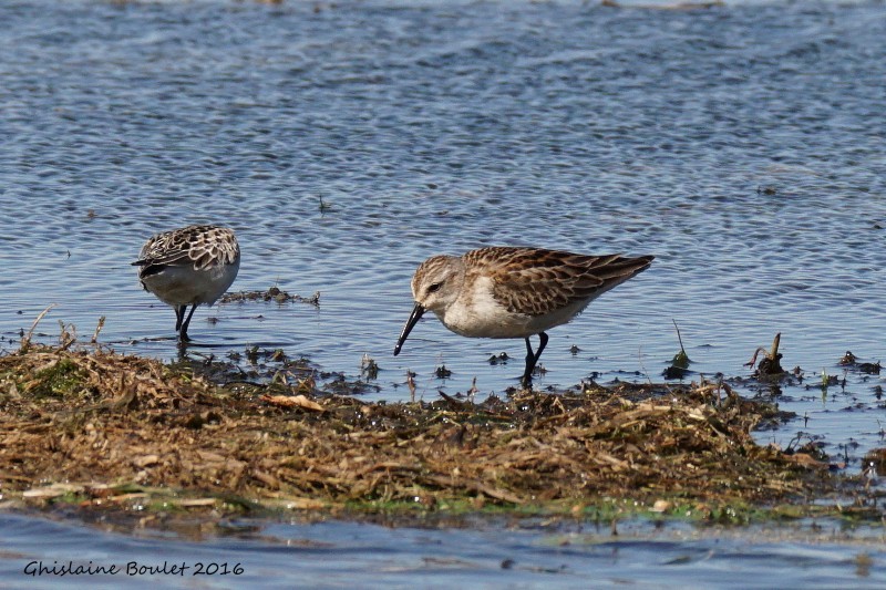 Western Sandpiper - ML35687661