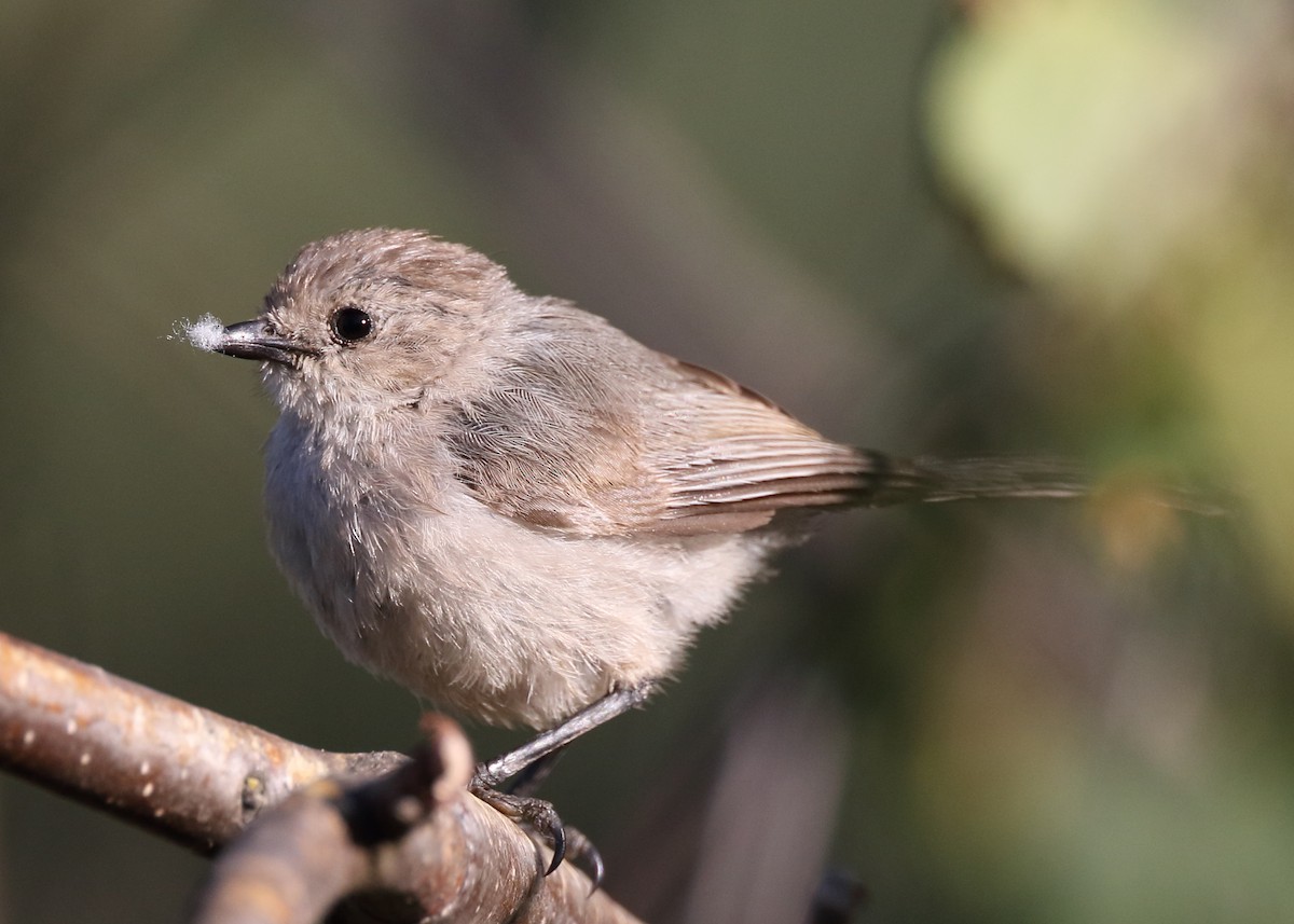 Bushtit - Kent Leland