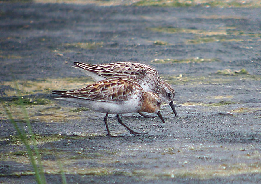 Red-necked Stint - ML35687681