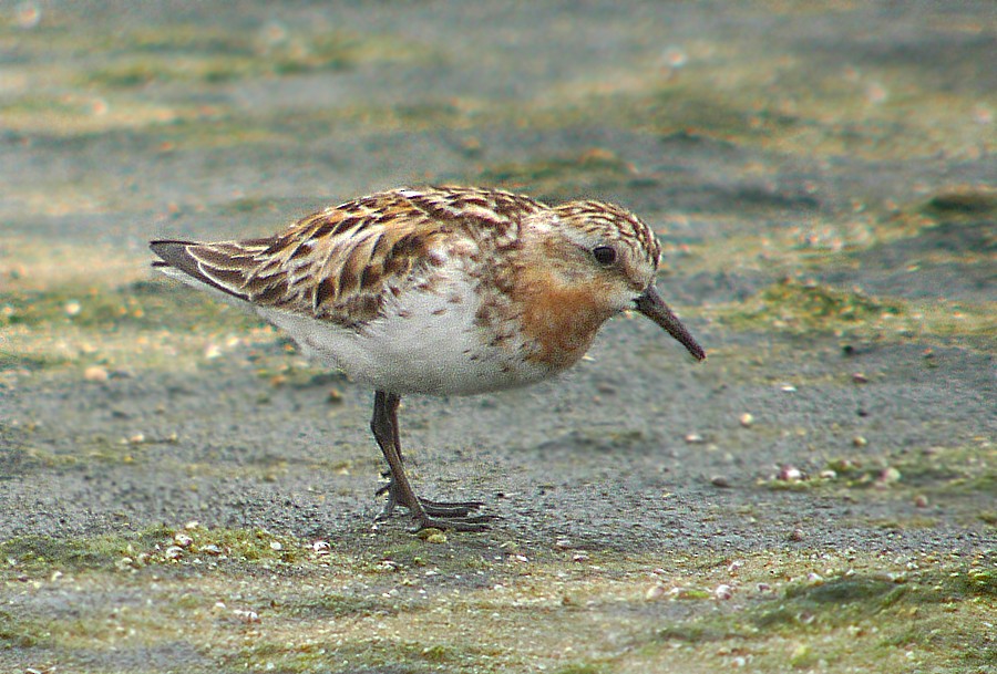 Red-necked Stint - Jeremiah Trimble