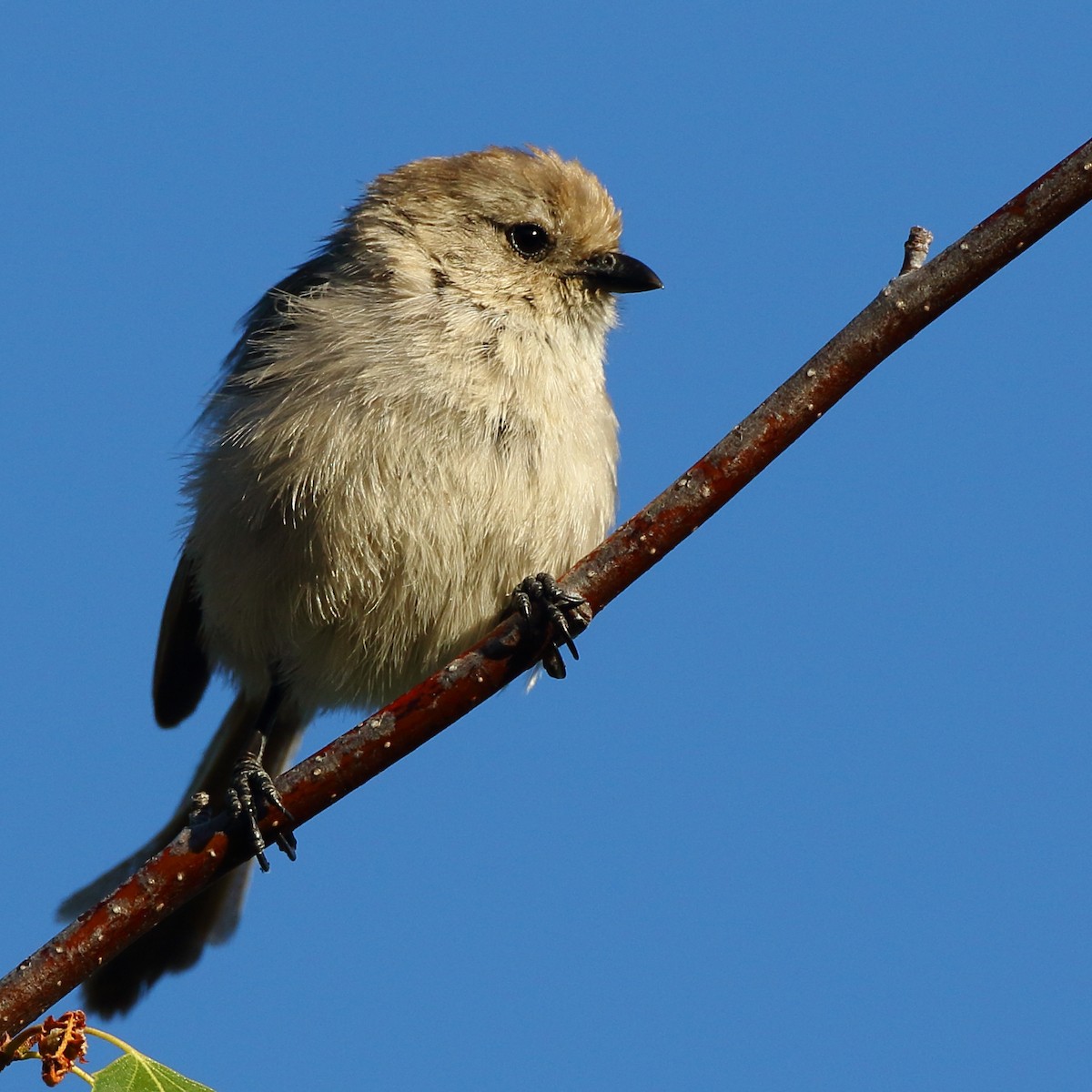 Bushtit - Kent Leland