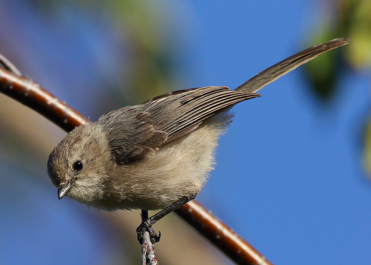 Bushtit - Kent Leland