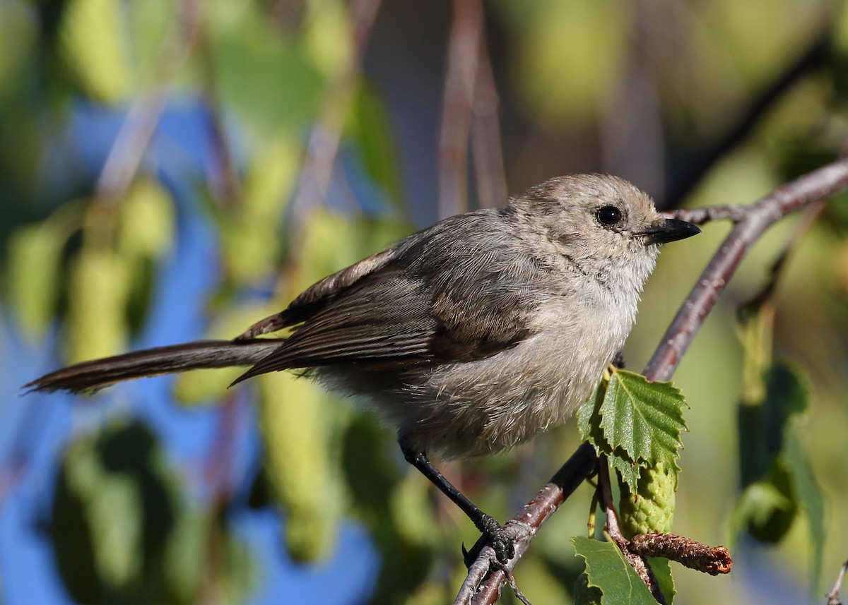 Bushtit - Kent Leland