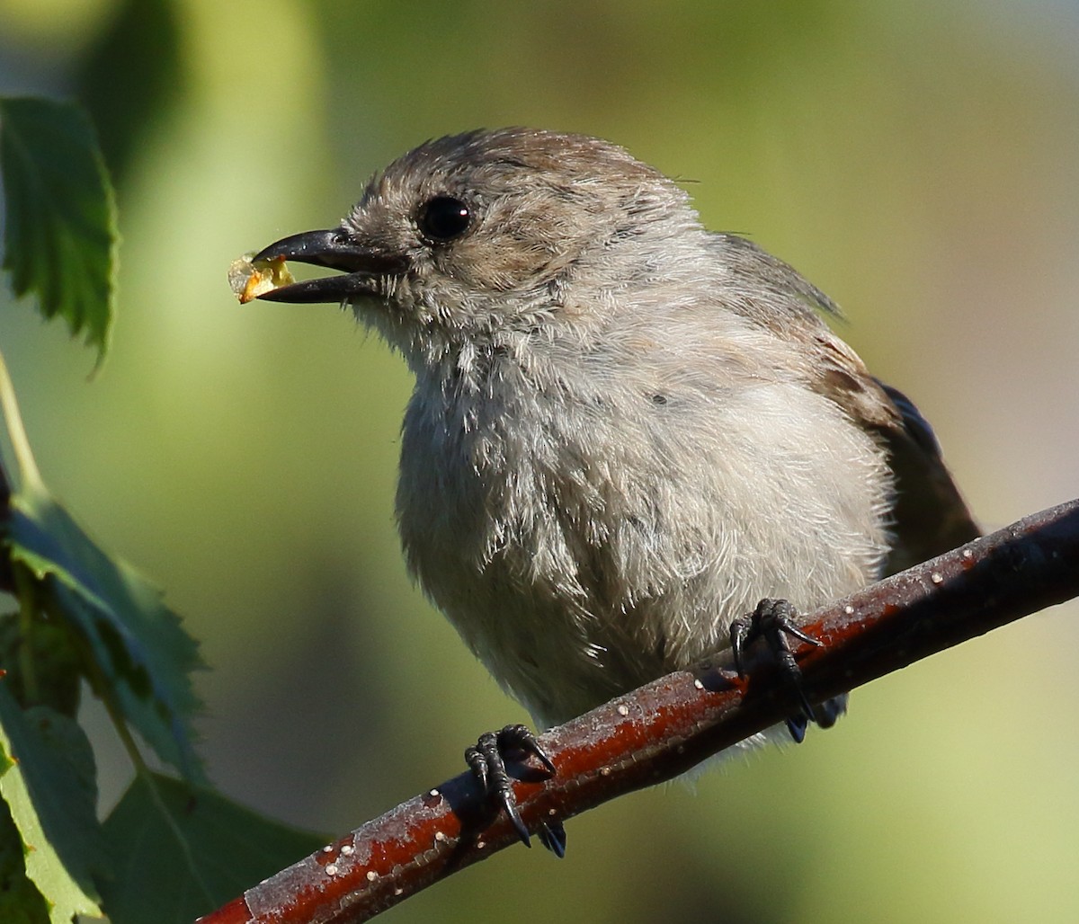 Bushtit - Kent Leland