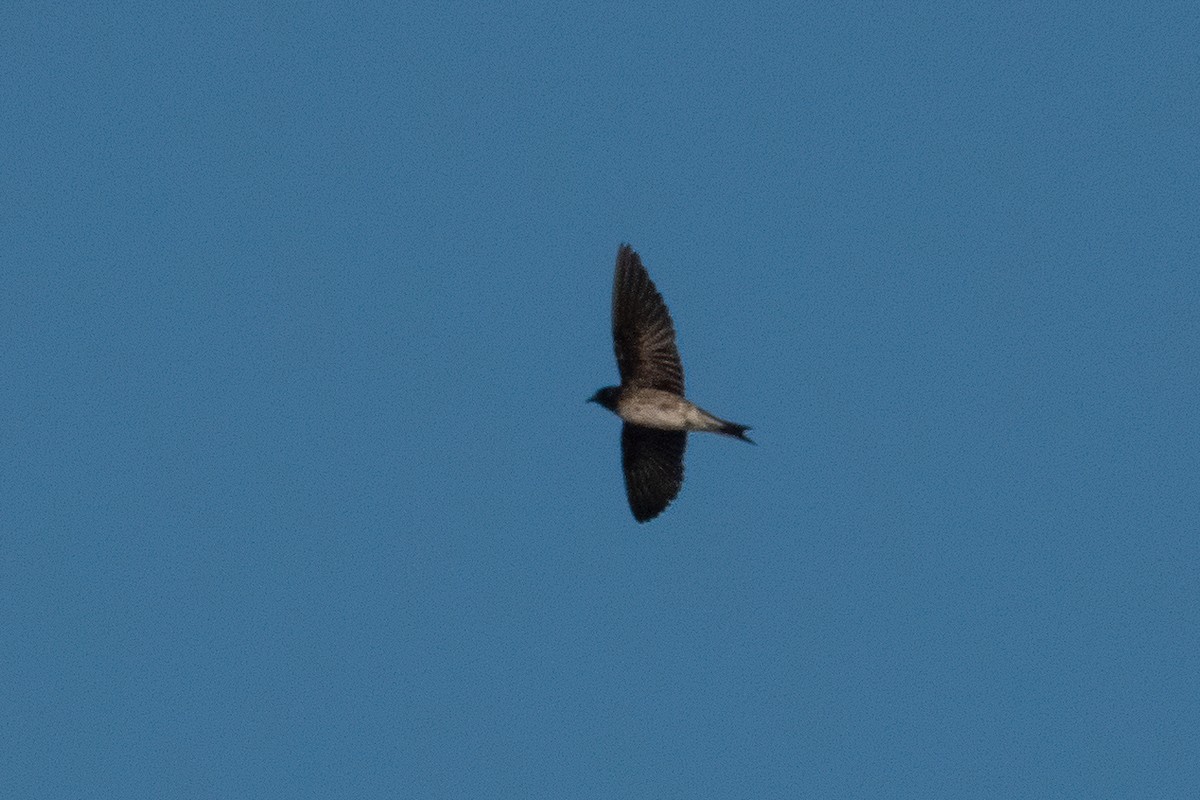 Golondrina Purpúrea - ML356882211