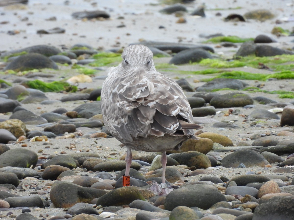 Herring Gull - ML356884131