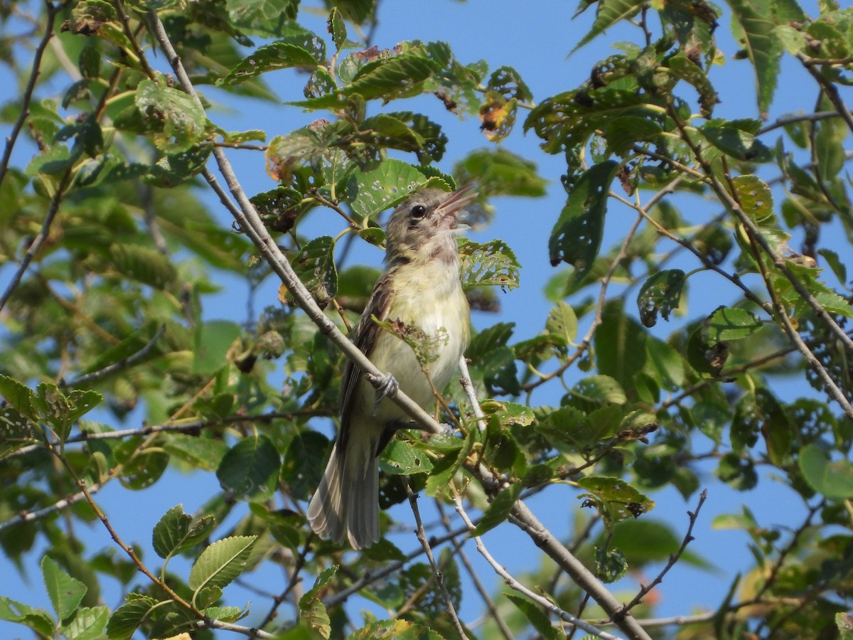 Bell's Vireo - ML356884171