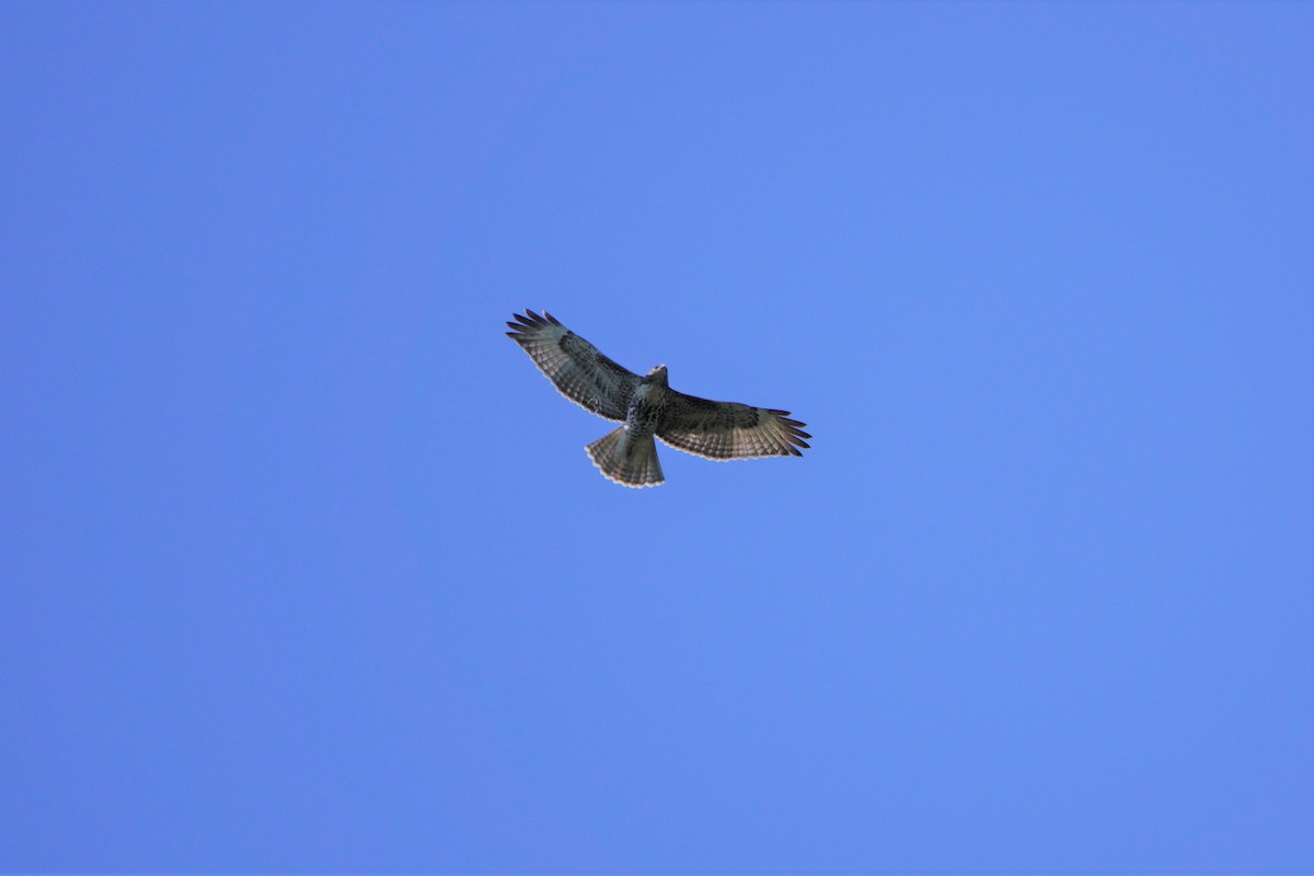 Red-tailed Hawk - ML356884241