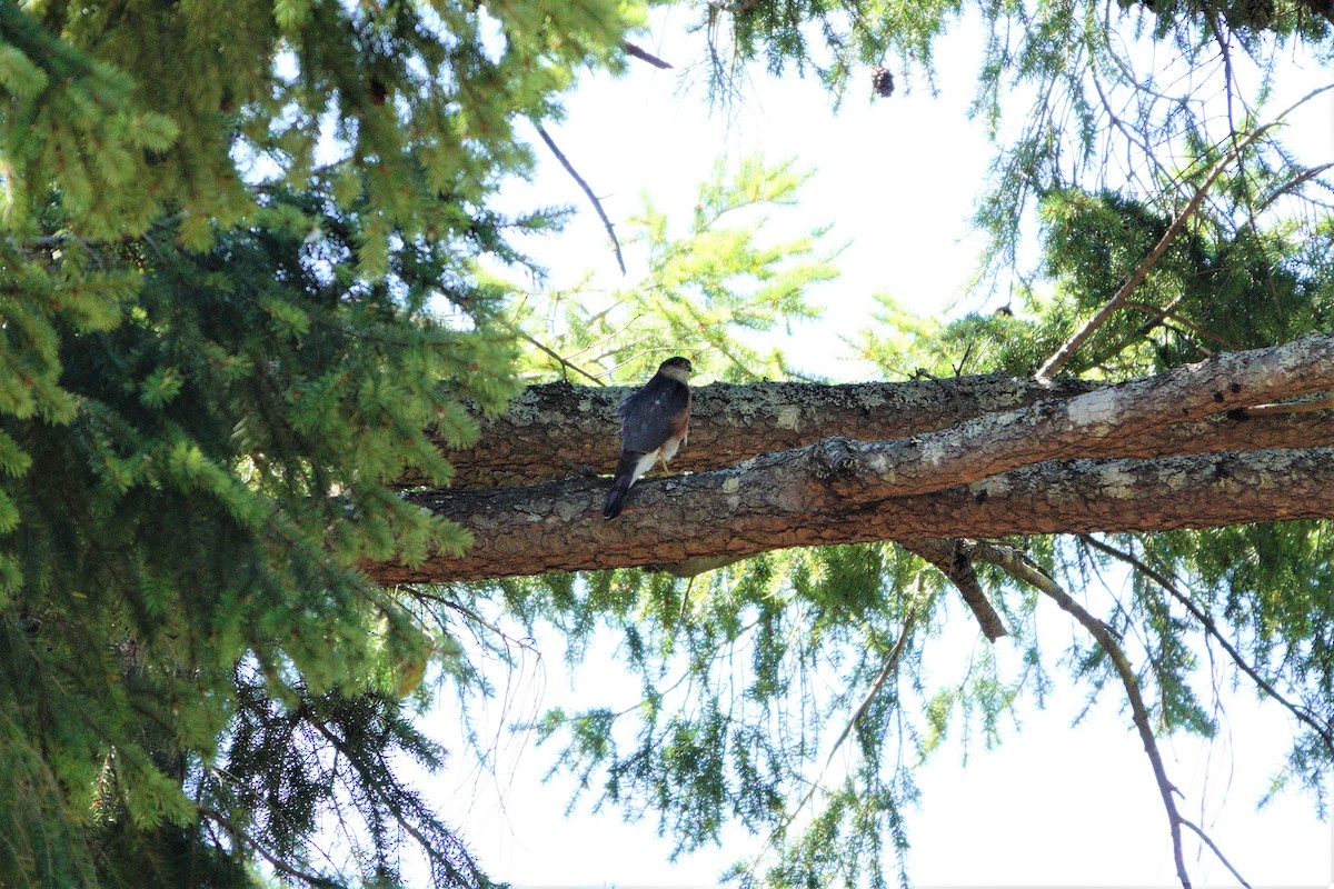 Sharp-shinned Hawk - ML356884341