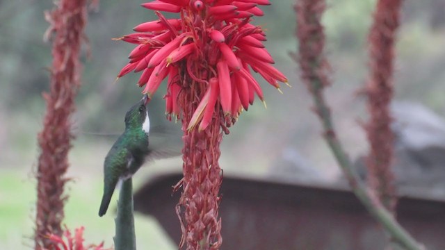 Colibrí Gargantilla - ML356884841