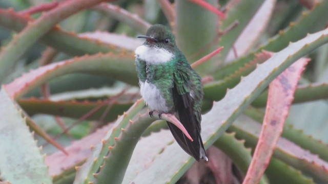 Colibri à gorge blanche - ML356884871