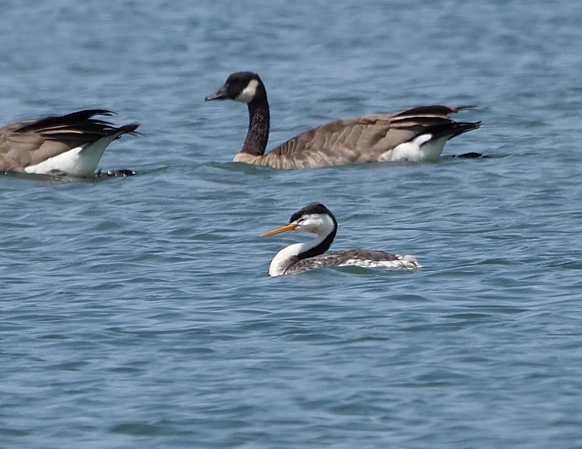 Clark's Grebe - ML356885401