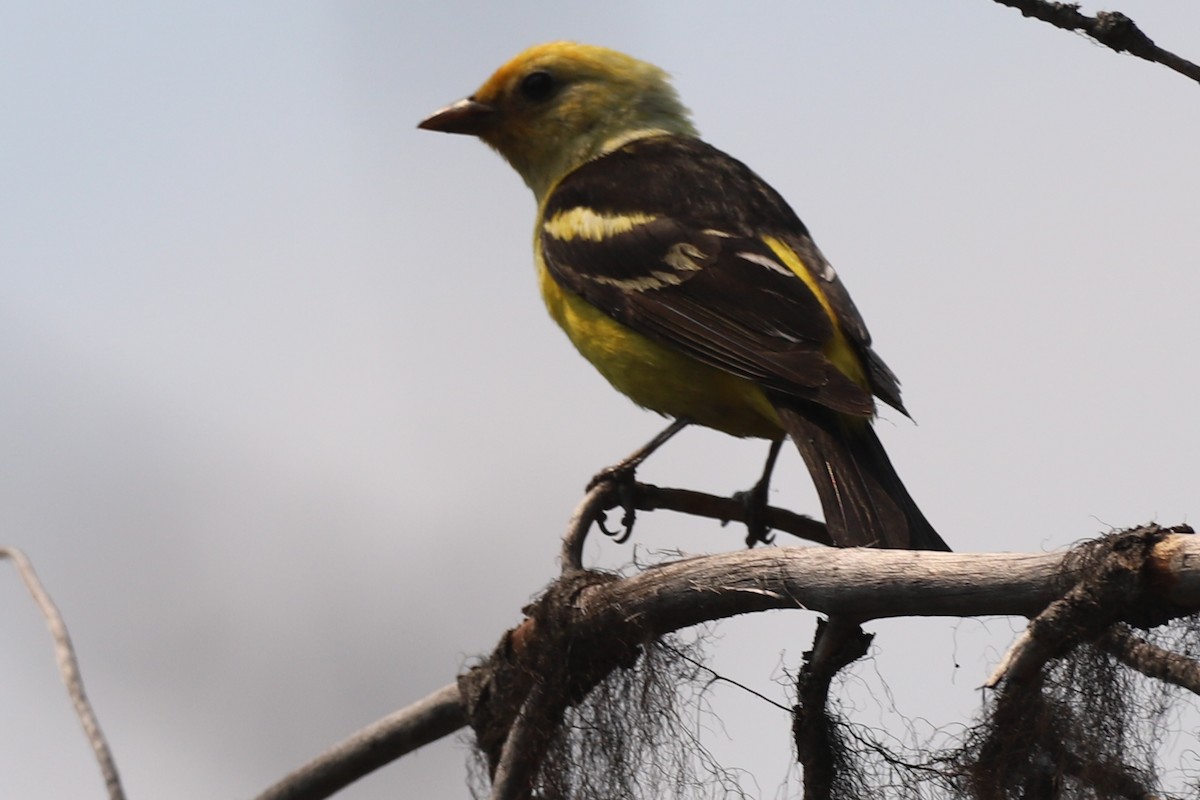 Western Tanager - Walter Thorne