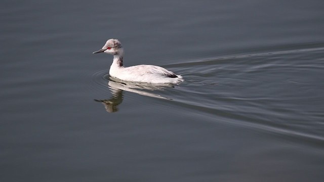 Eared Grebe - ML356885751