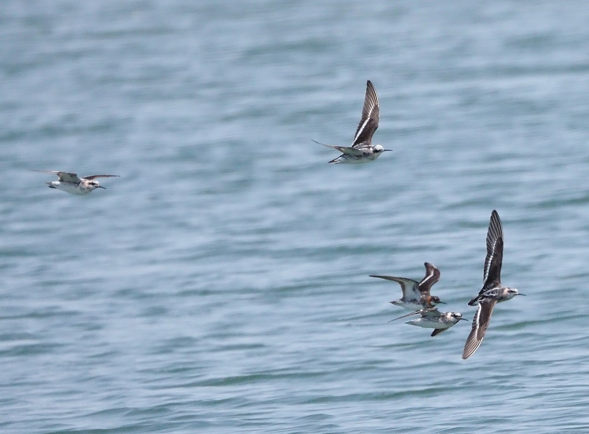 Phalarope à bec étroit - ML356885821