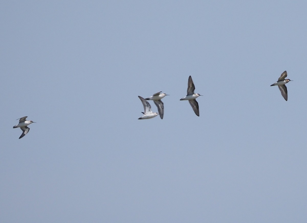 Phalarope à bec étroit - ML356885851