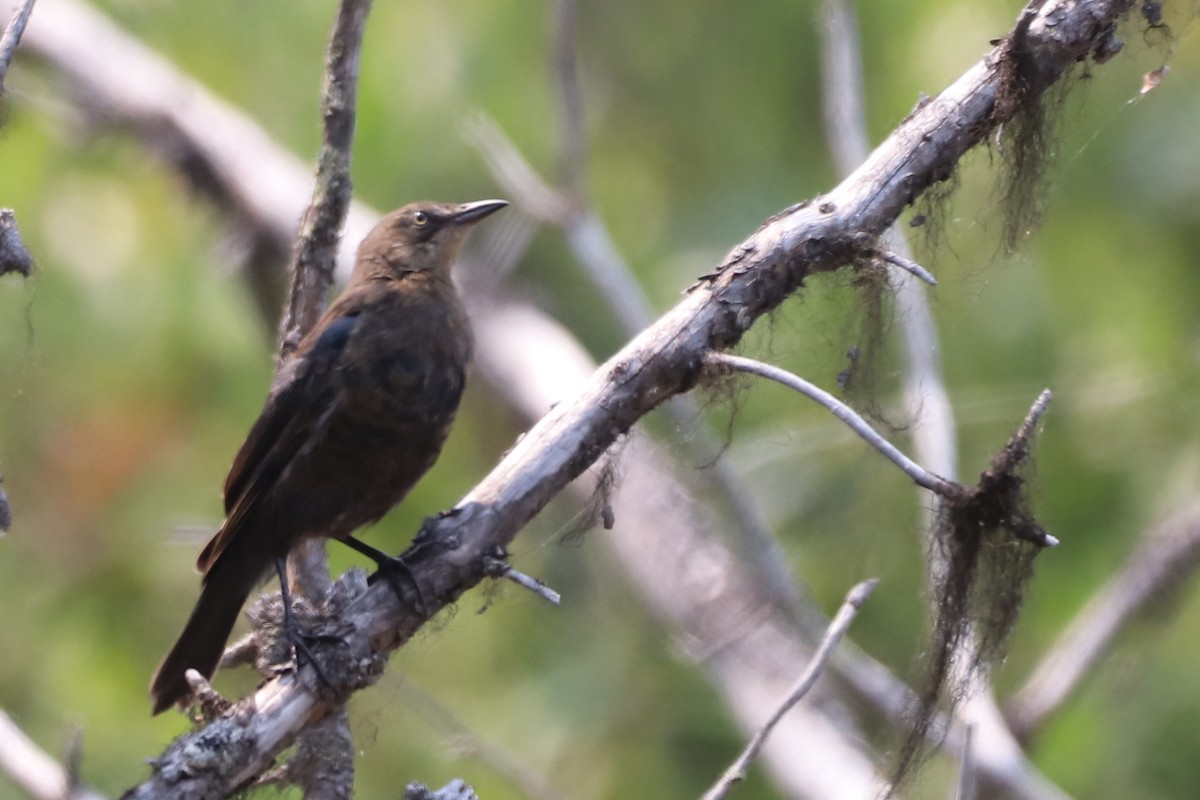 Rusty Blackbird - ML356885891