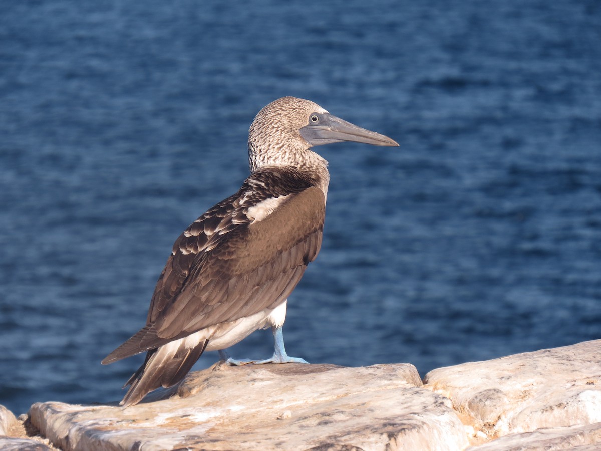 Blue-footed Booby - Donna Summers