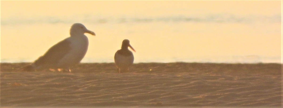 American Oystercatcher - ML356886401