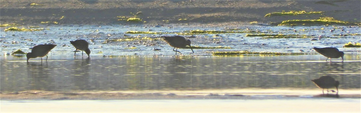 Short-billed Dowitcher (griseus) - ML356886481