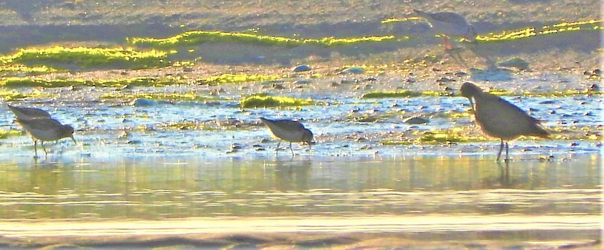 Piping Plover - ML356886671