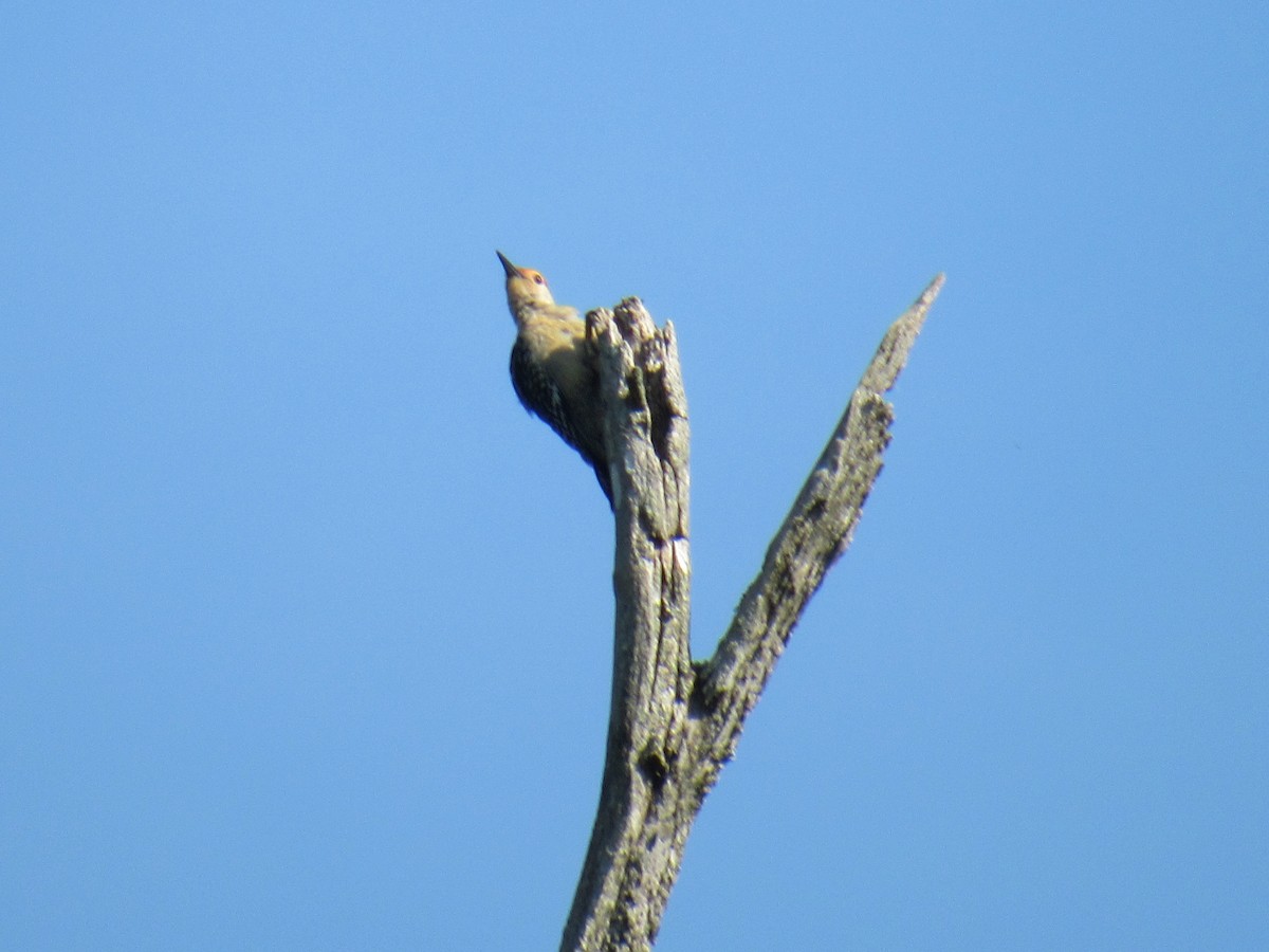 Red-bellied Woodpecker - ML356887271