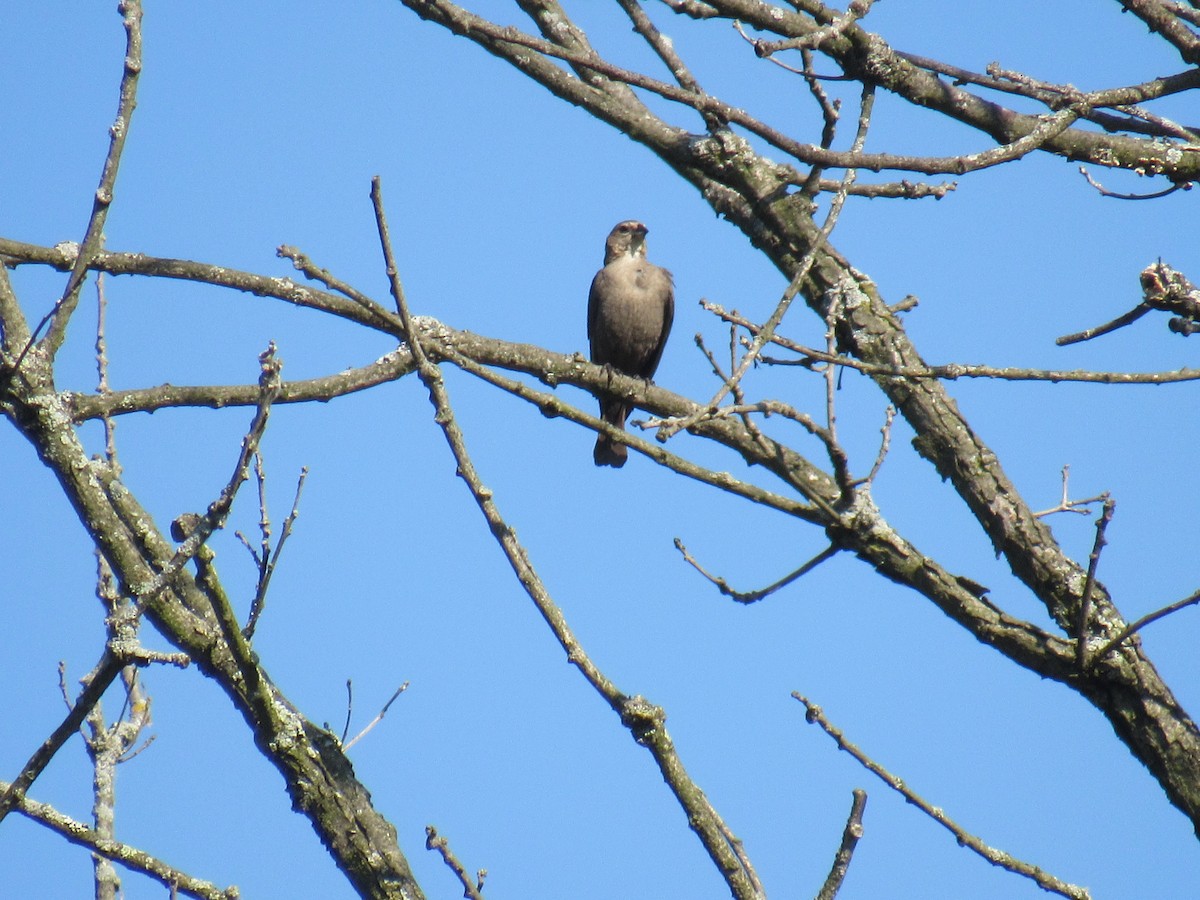 Brown-headed Cowbird - ML356887511