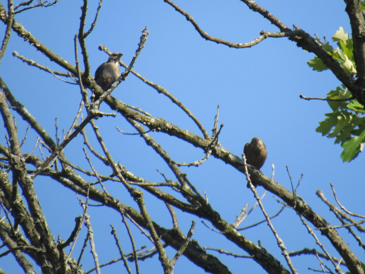 Brown-headed Cowbird - ML356887541